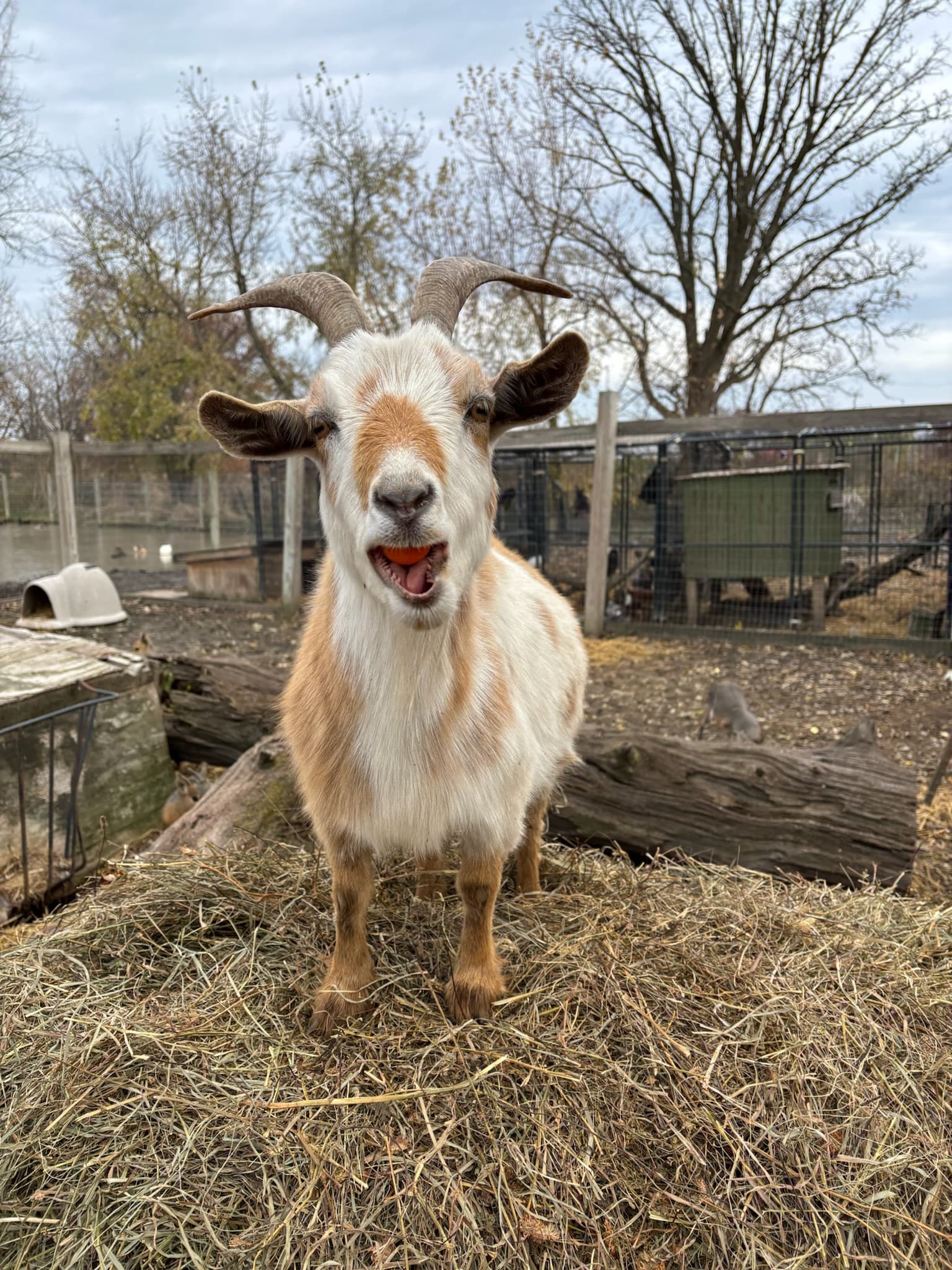 Erin's Farm