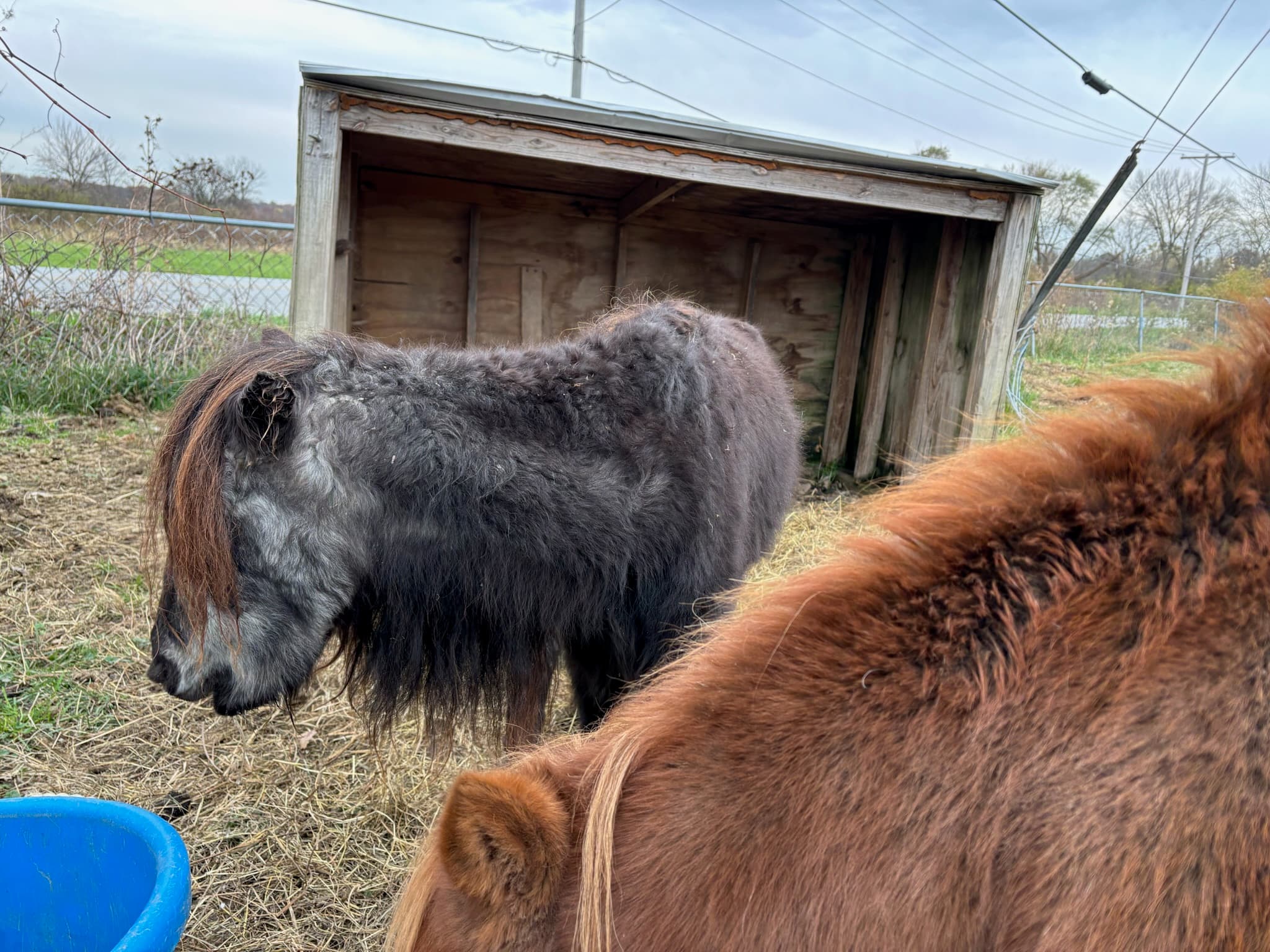 Animals at Erin's Farm