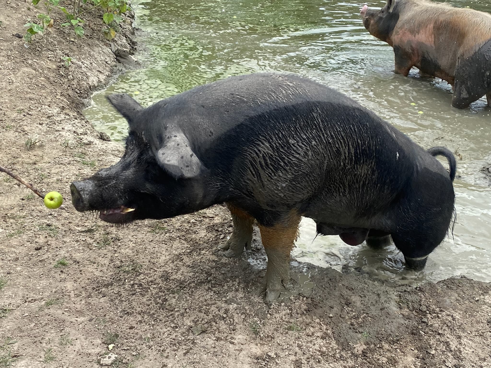 Animals