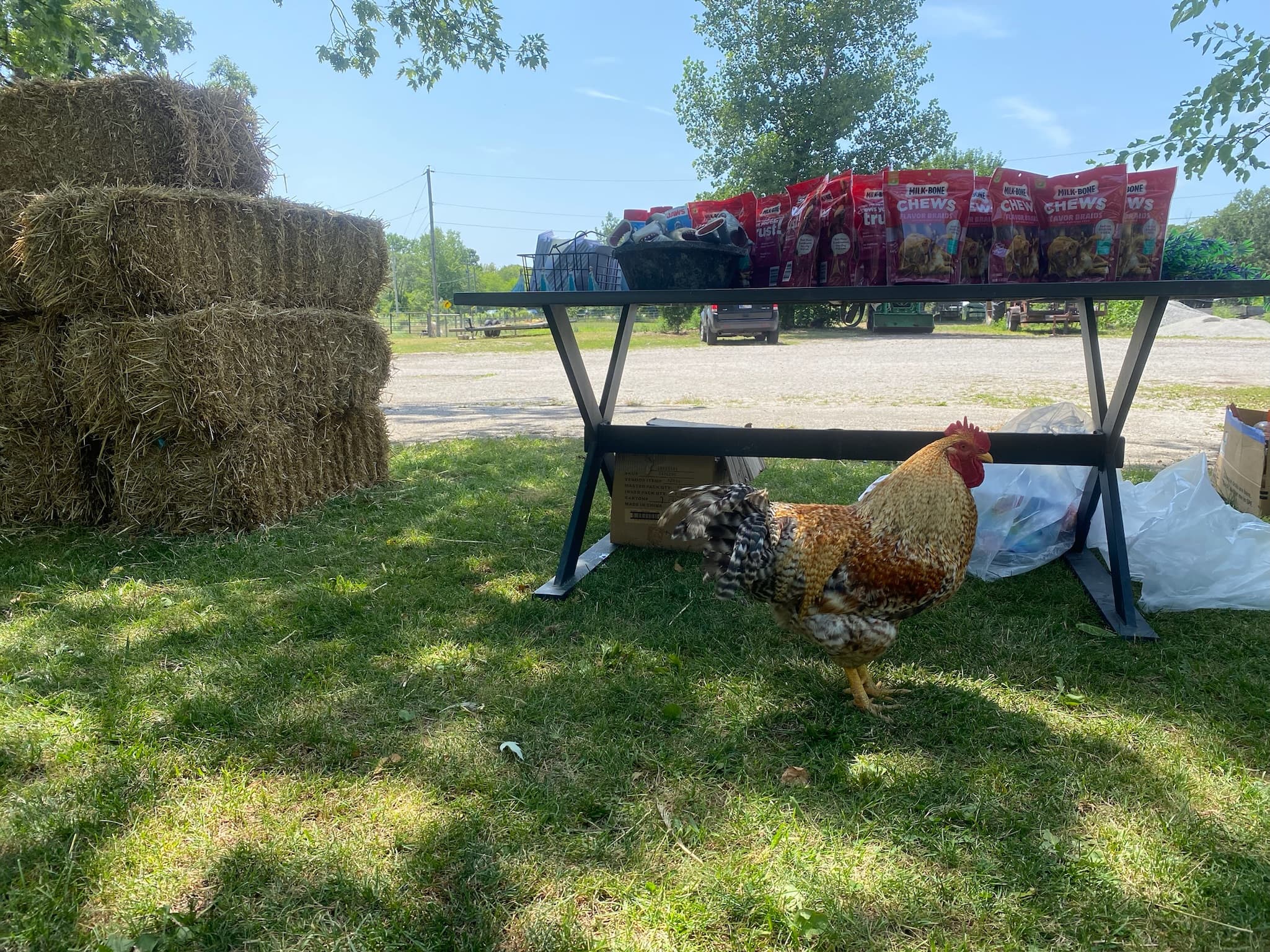 Education program at Erin's Farm